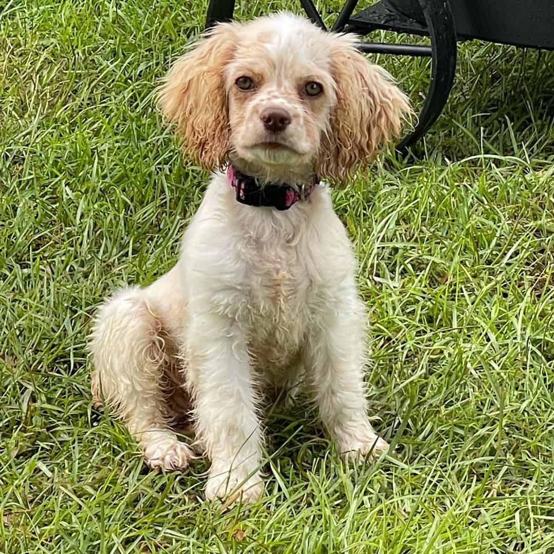 Miniature Cocker Spaniel sitting on the grass