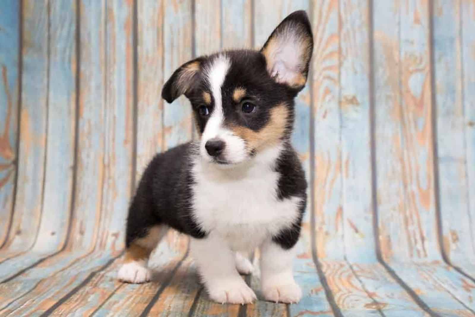 Miniature Corgis stands on a wooden base