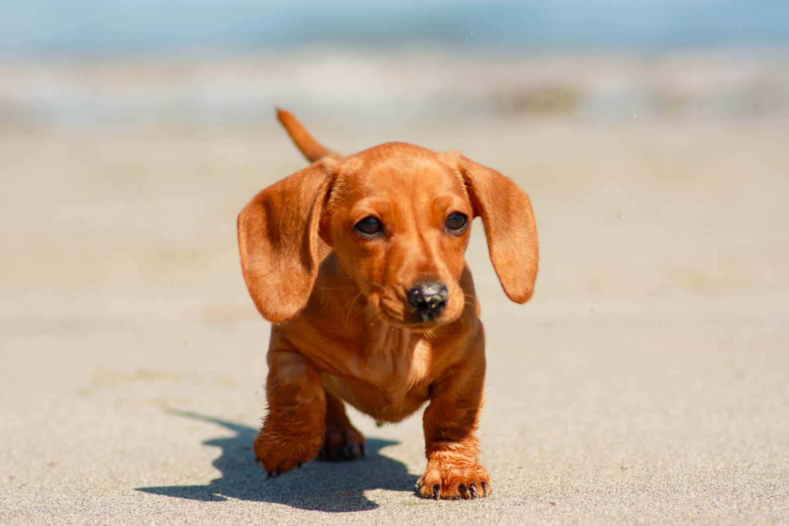 miniature dachshund walking on the sand