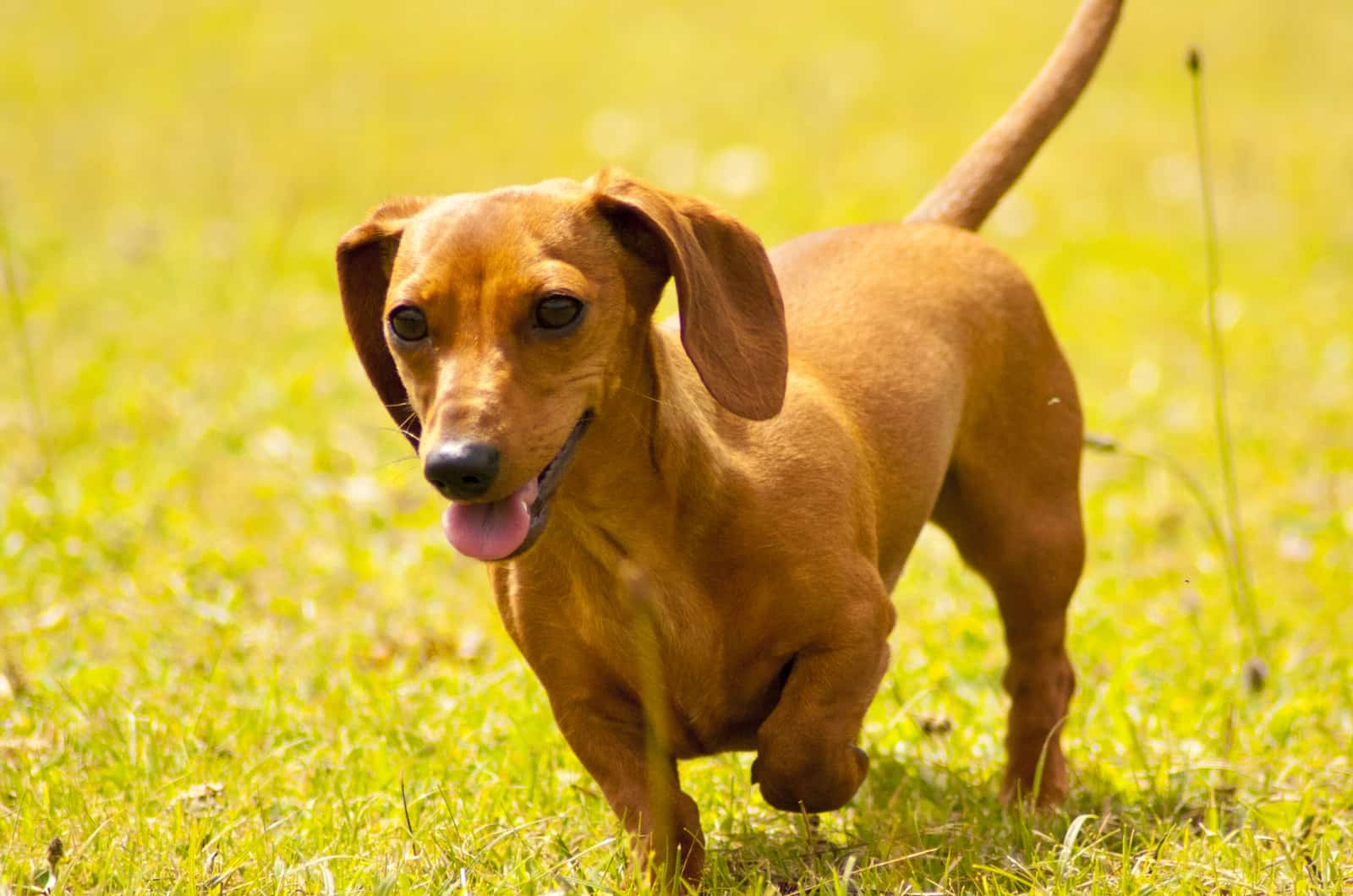 Miniature Dachshund walks in the field