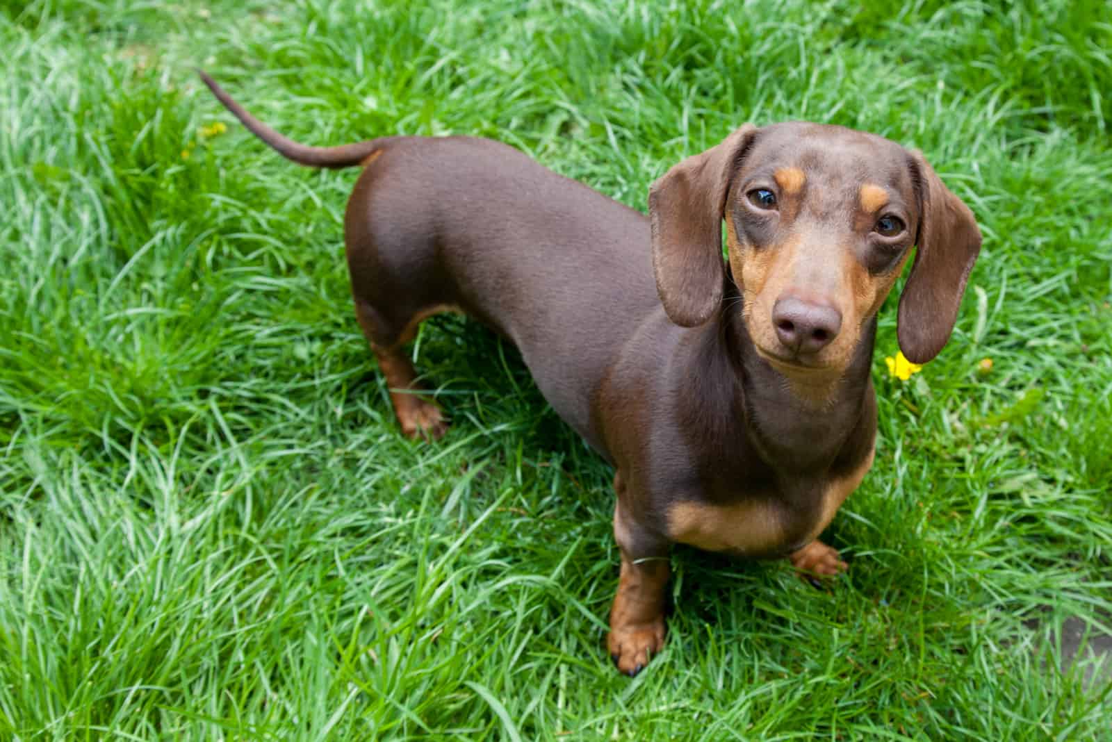 Miniature Dachshund