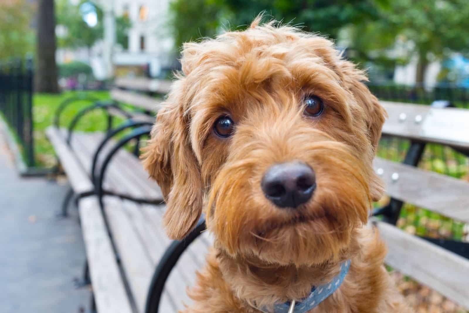 miniature goldendoodle portrait in close up image