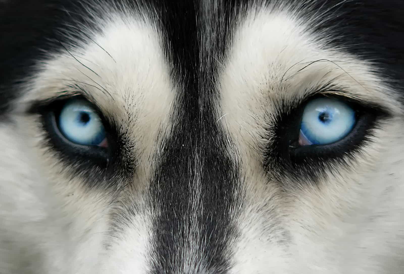 miniature husky blue eyes