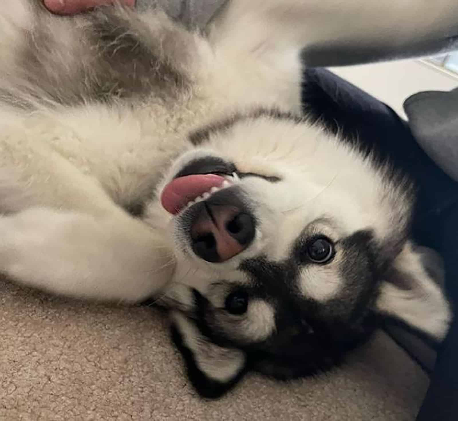 miniature husky lying on the back while cuddling