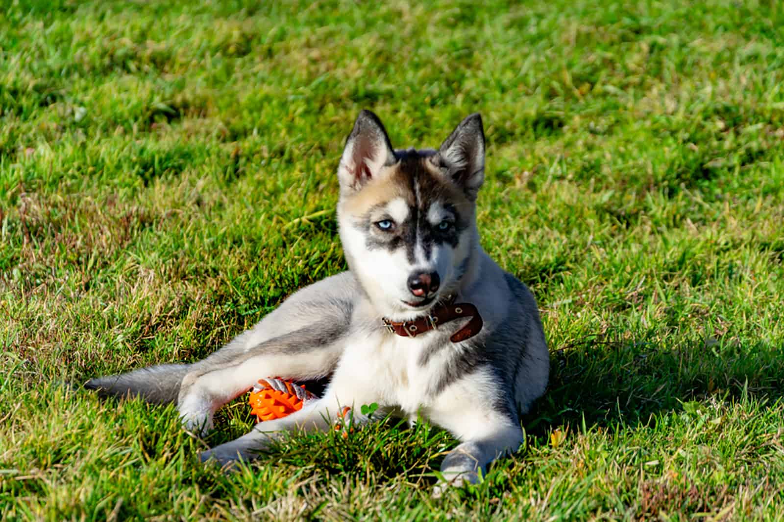 Miniature Husky: The Mini Blue Eye Wonder