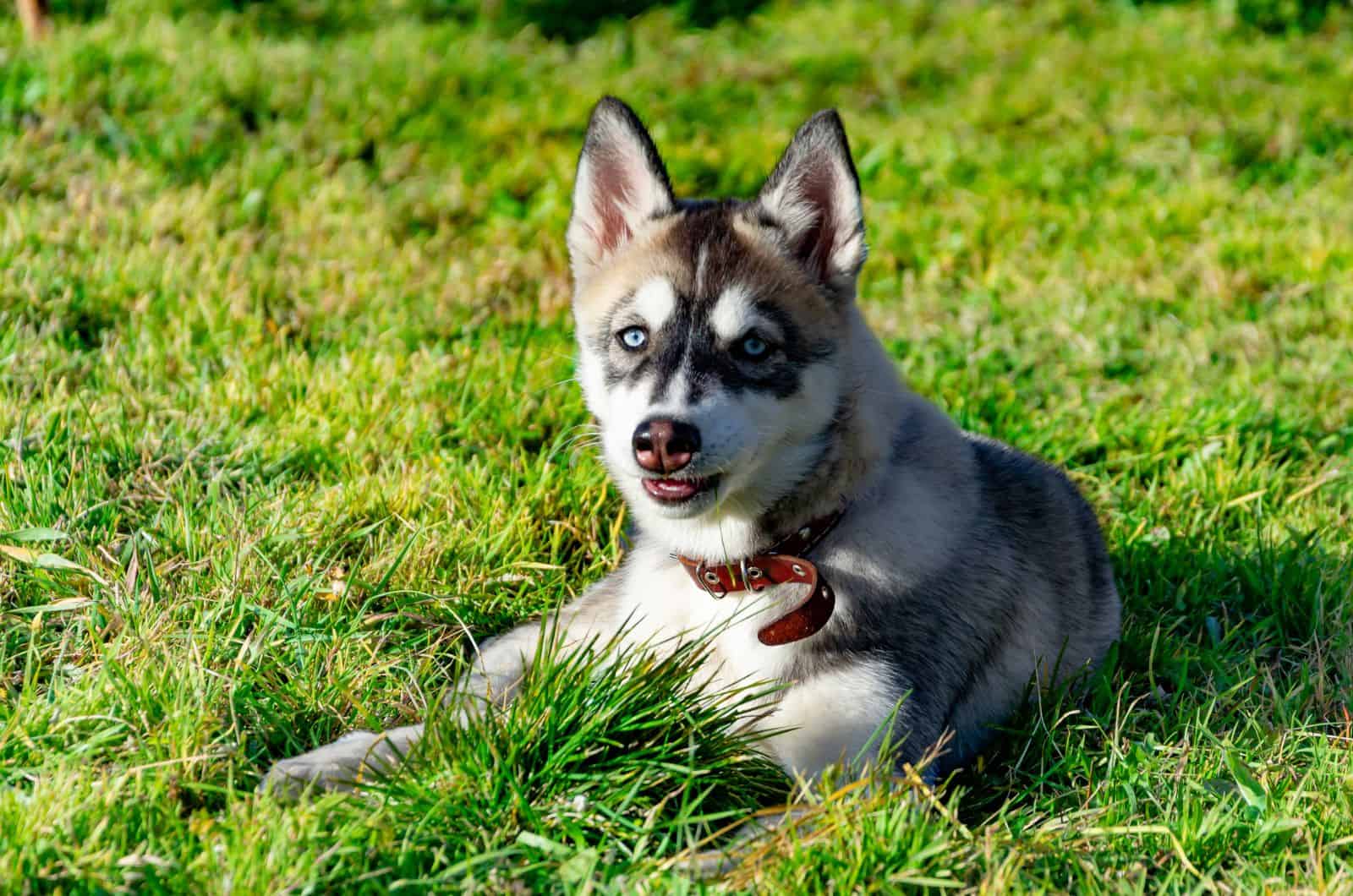 Miniature Husky