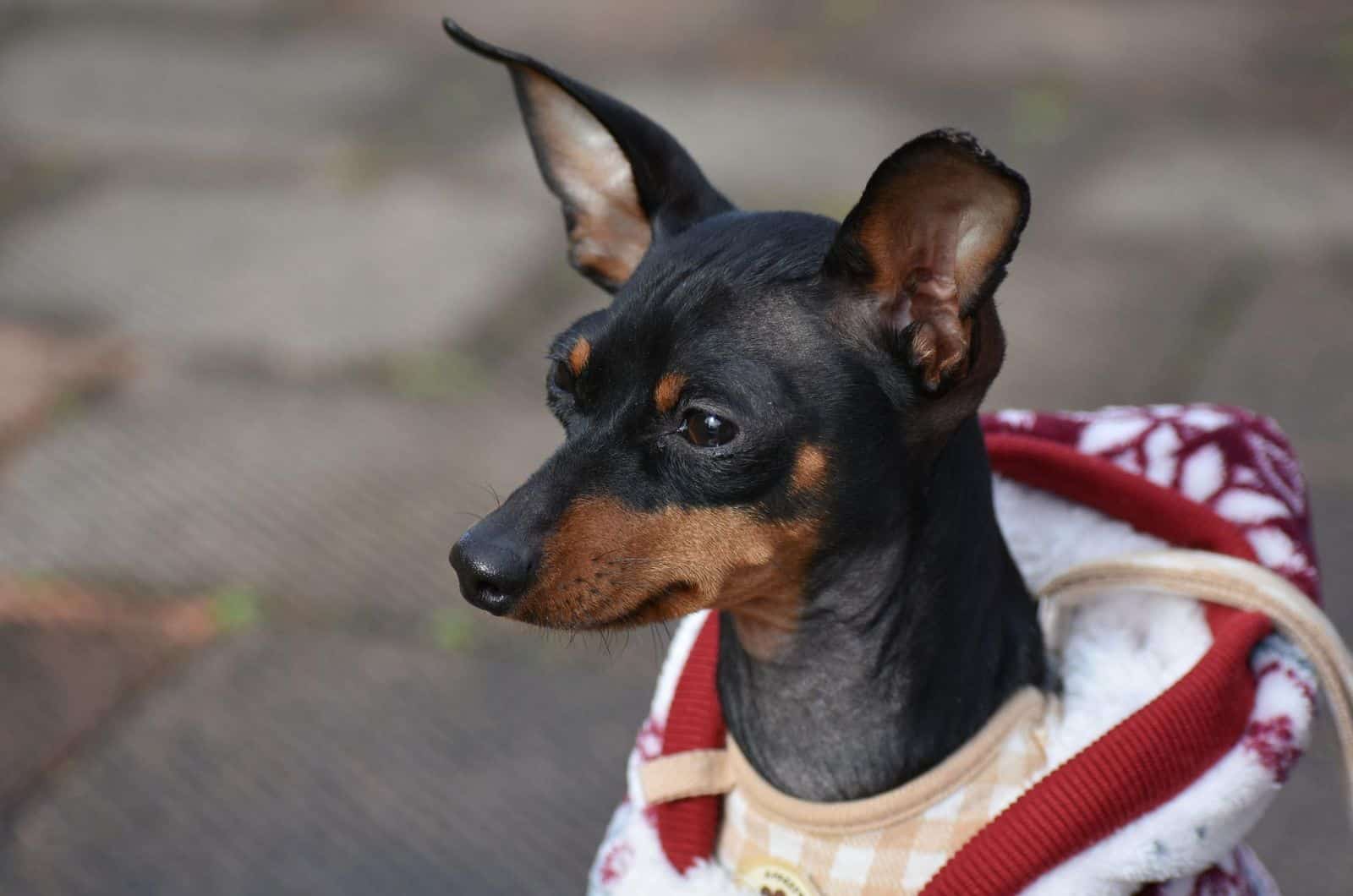 Miniature Pinscher