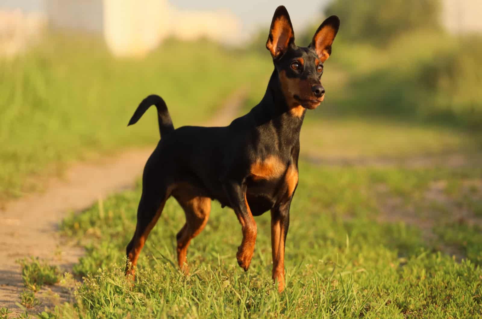 miniature pinscher in nature