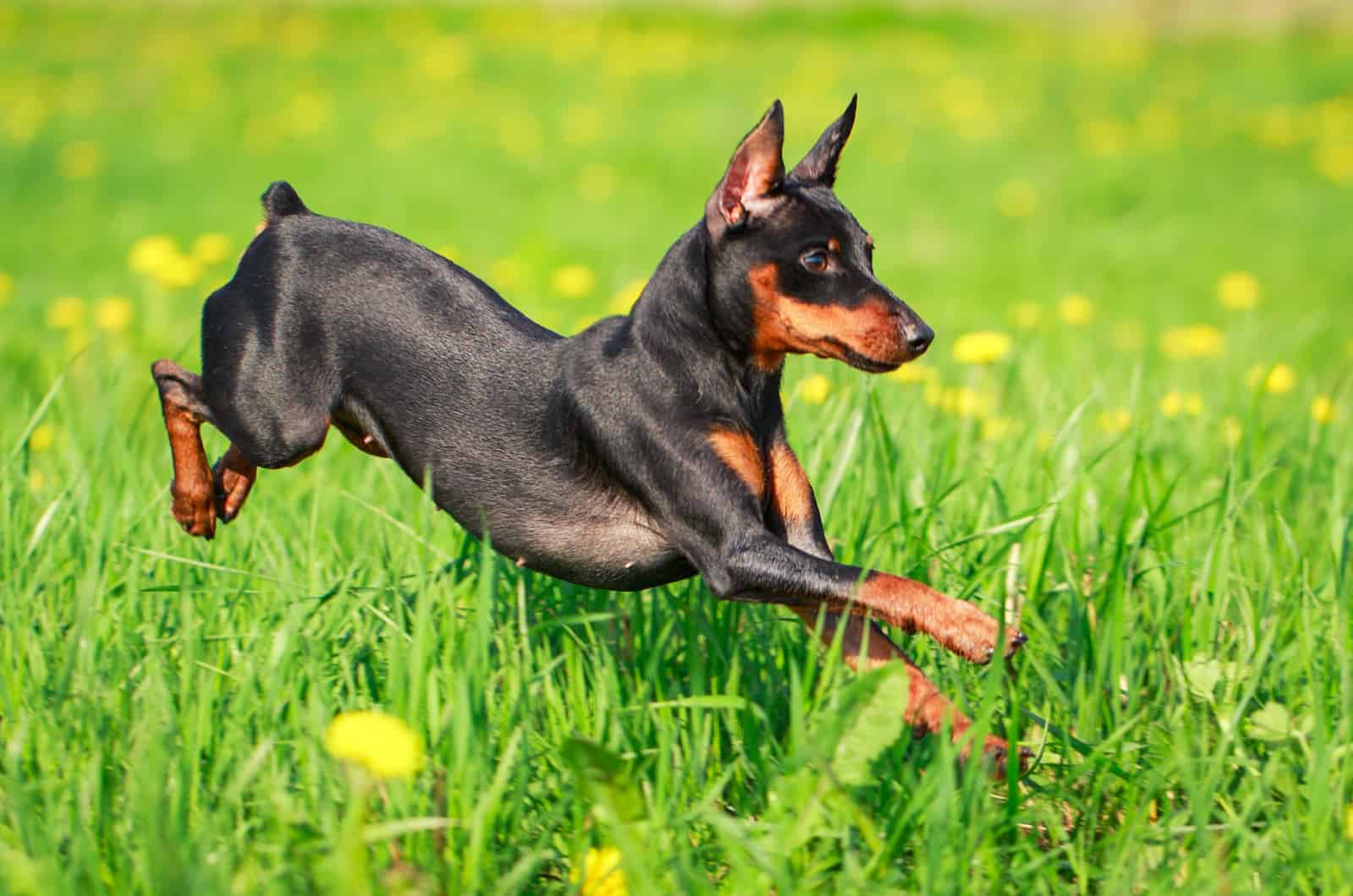 miniature pinscher