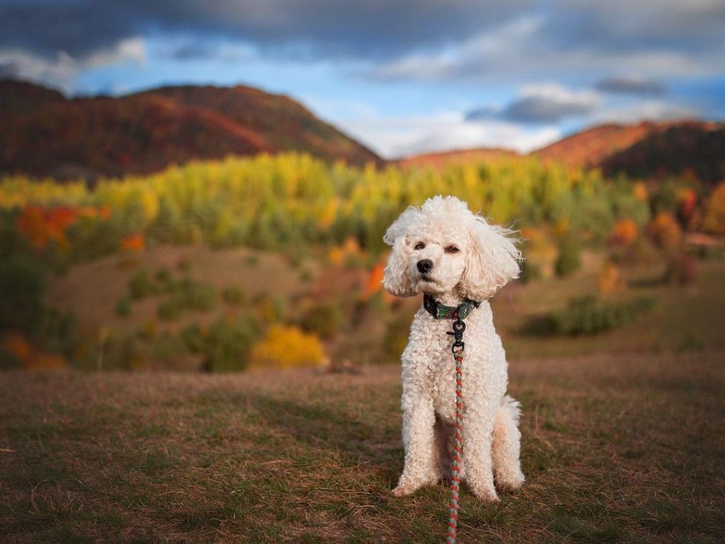 miniature poodle