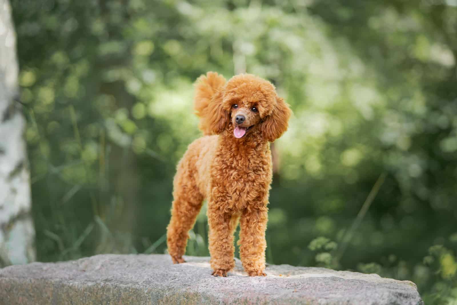 Miniature poodle puppy standing on the rock