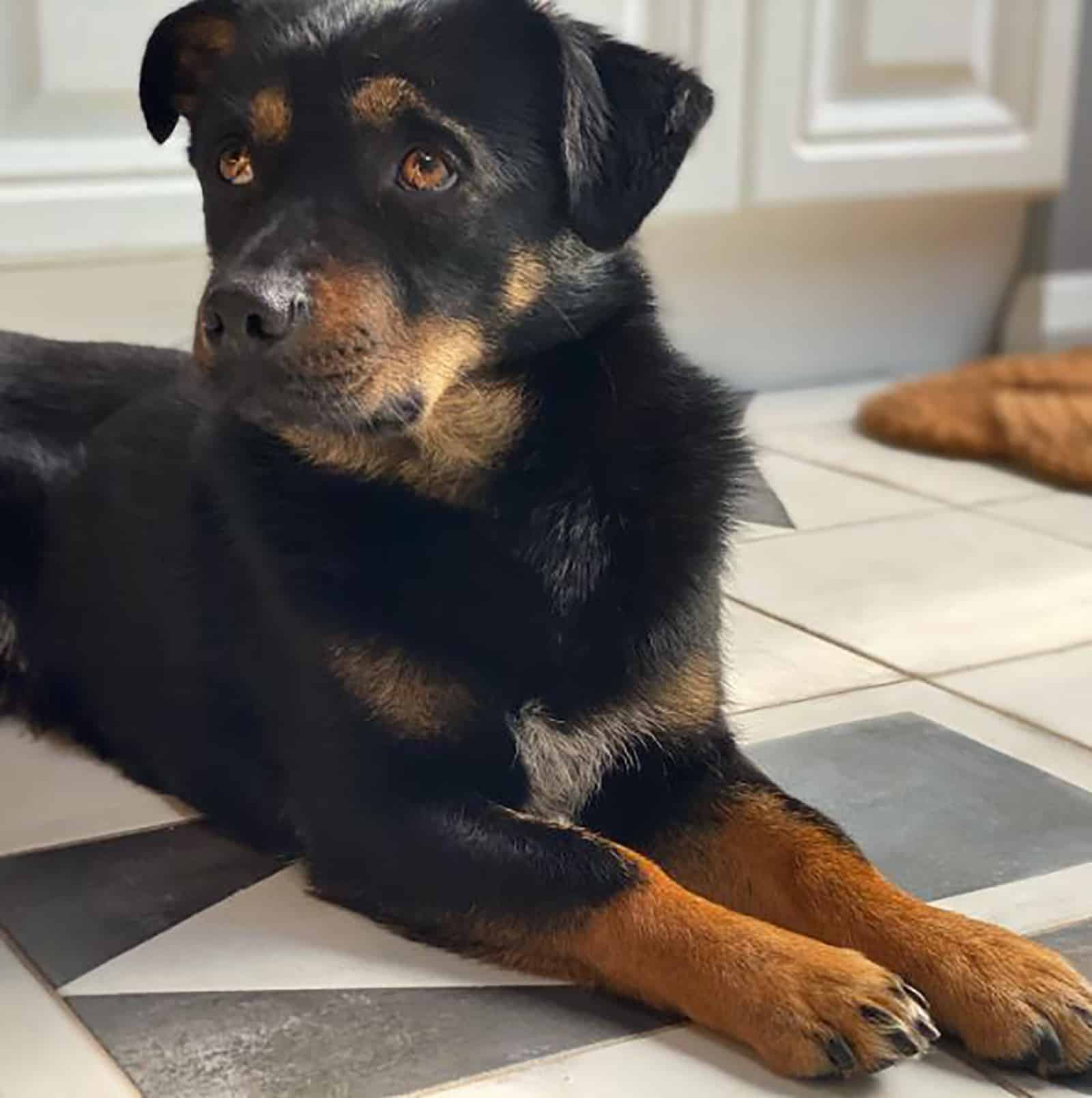 miniature rottweiler dog sitting on the floor