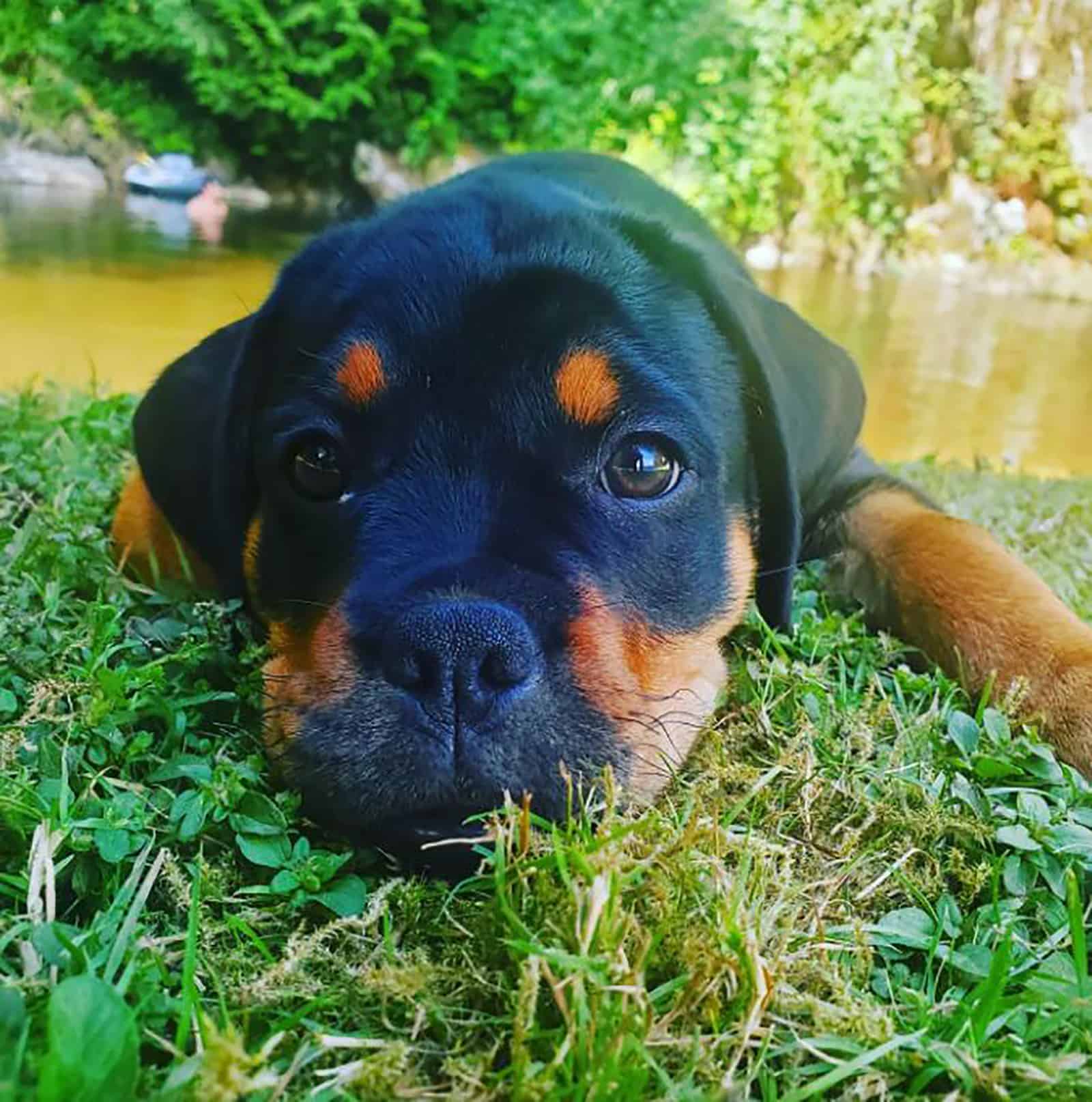 miniature rottweiler lying on the grass