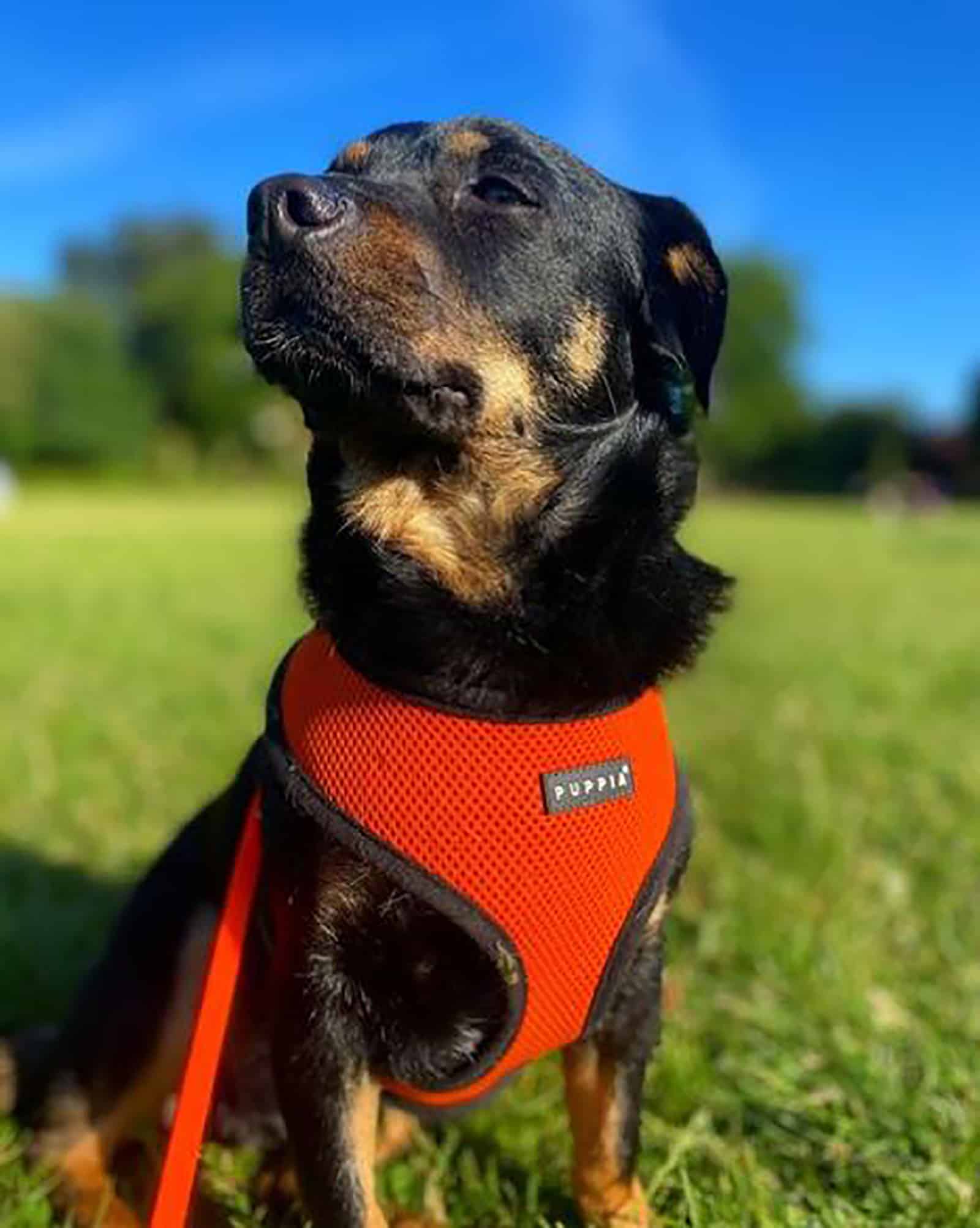 miniature rottweiler sitting on the grass