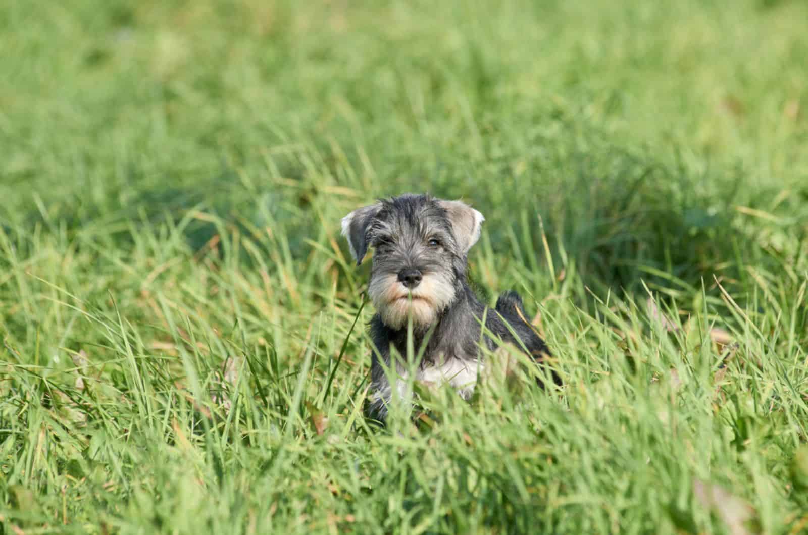 miniature schnauzer in the field