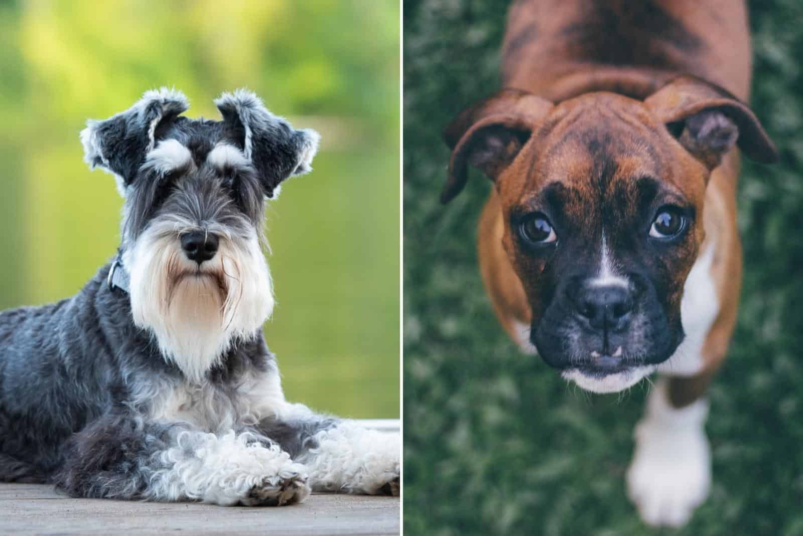 miniature schnauzer and boxer dog