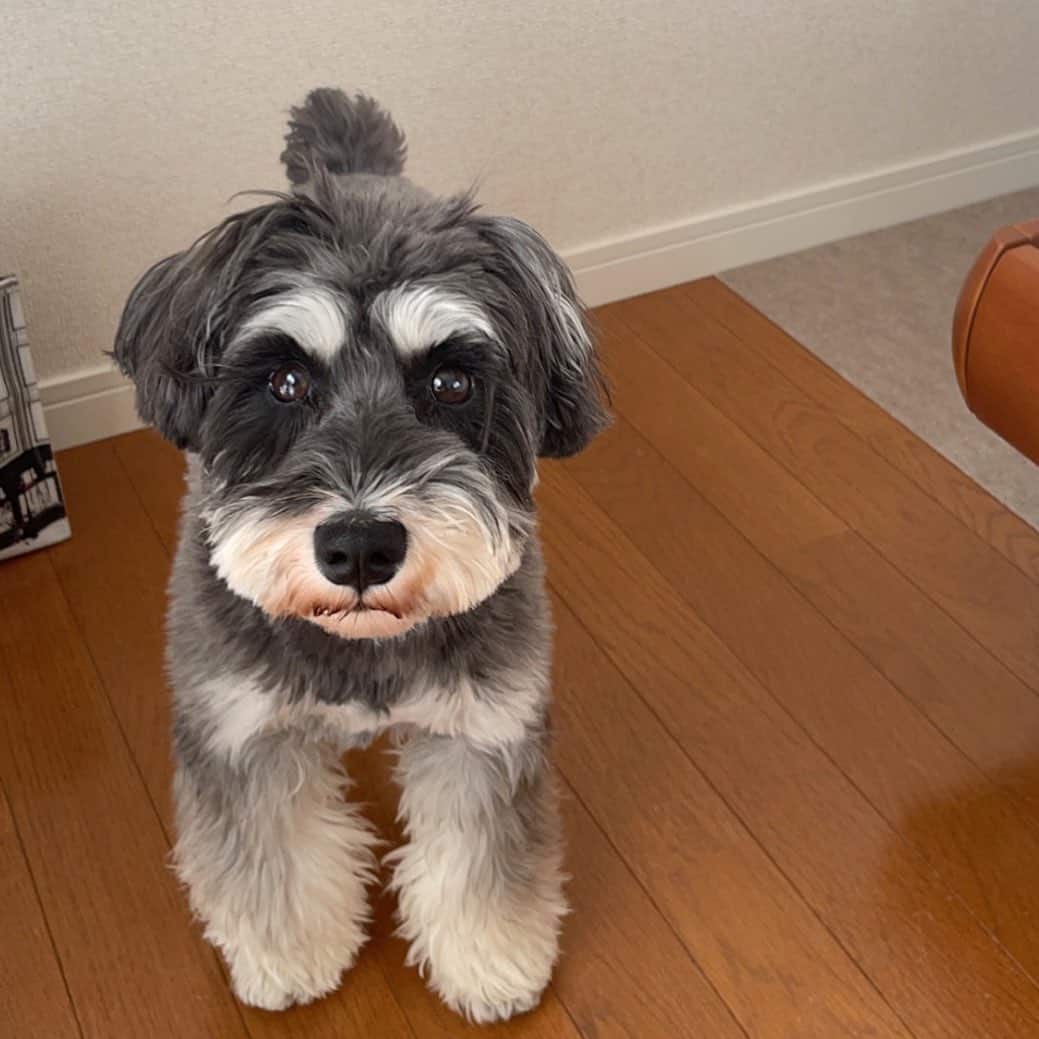 miniature schnauzer dog