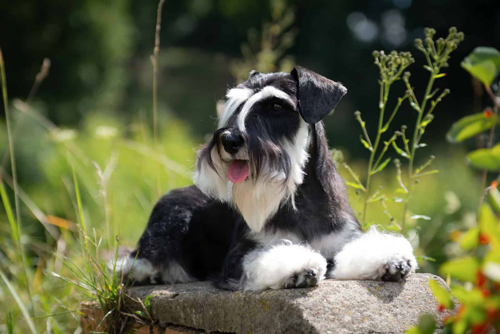 Miniature schnauzer dog laying with his tongue out in green grass