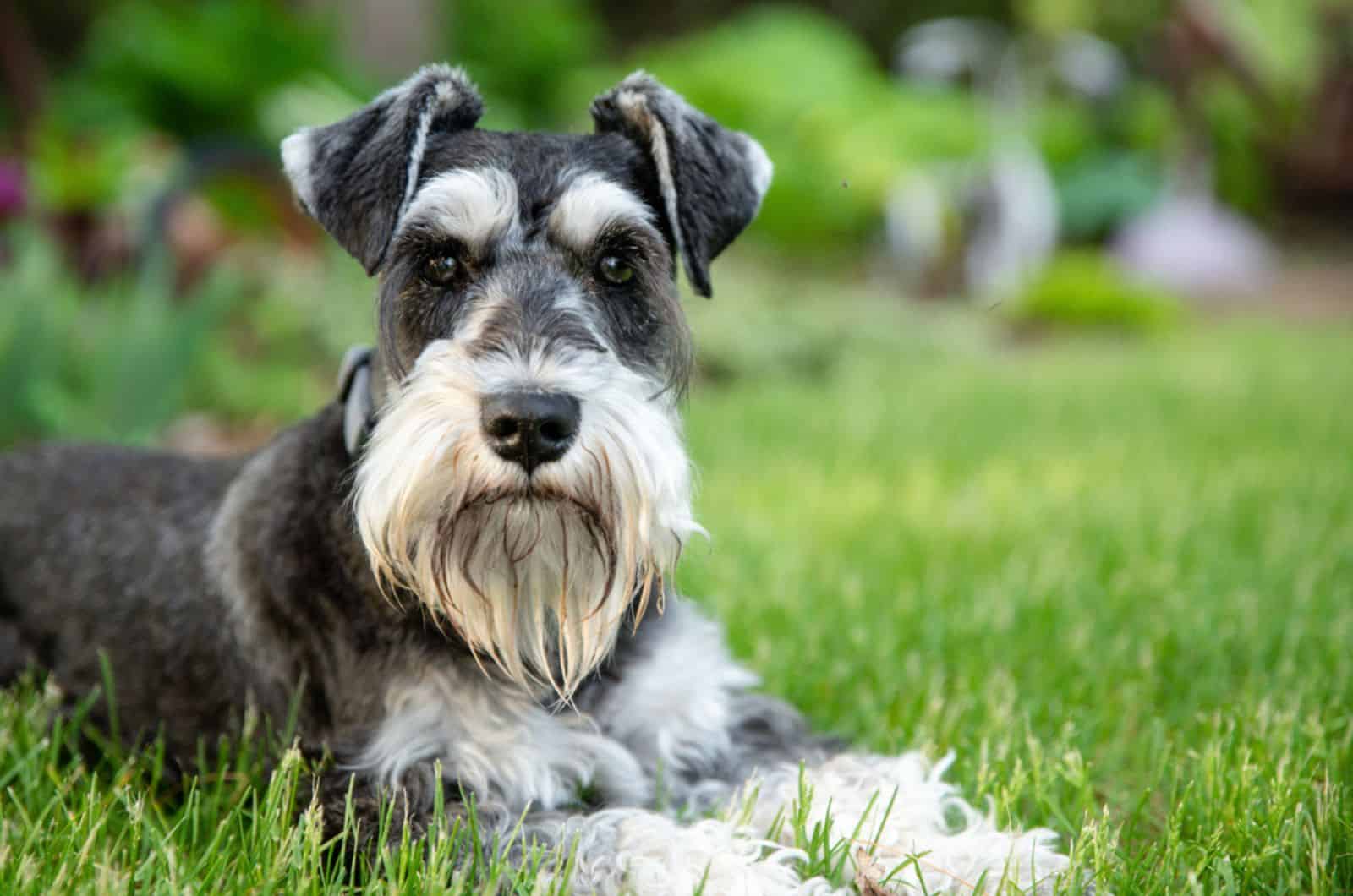 miniature schnauzer dog lying on the grass in the garden