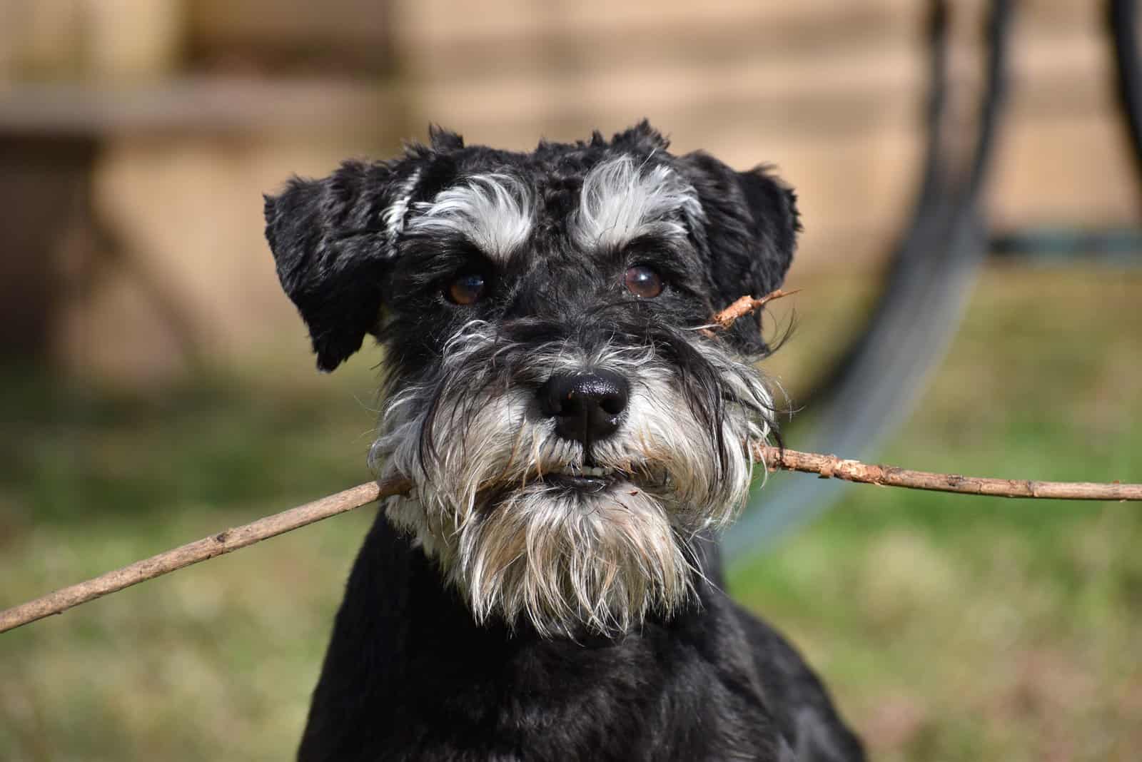 Miniature Schnauzer holding a piece of wood in mouth