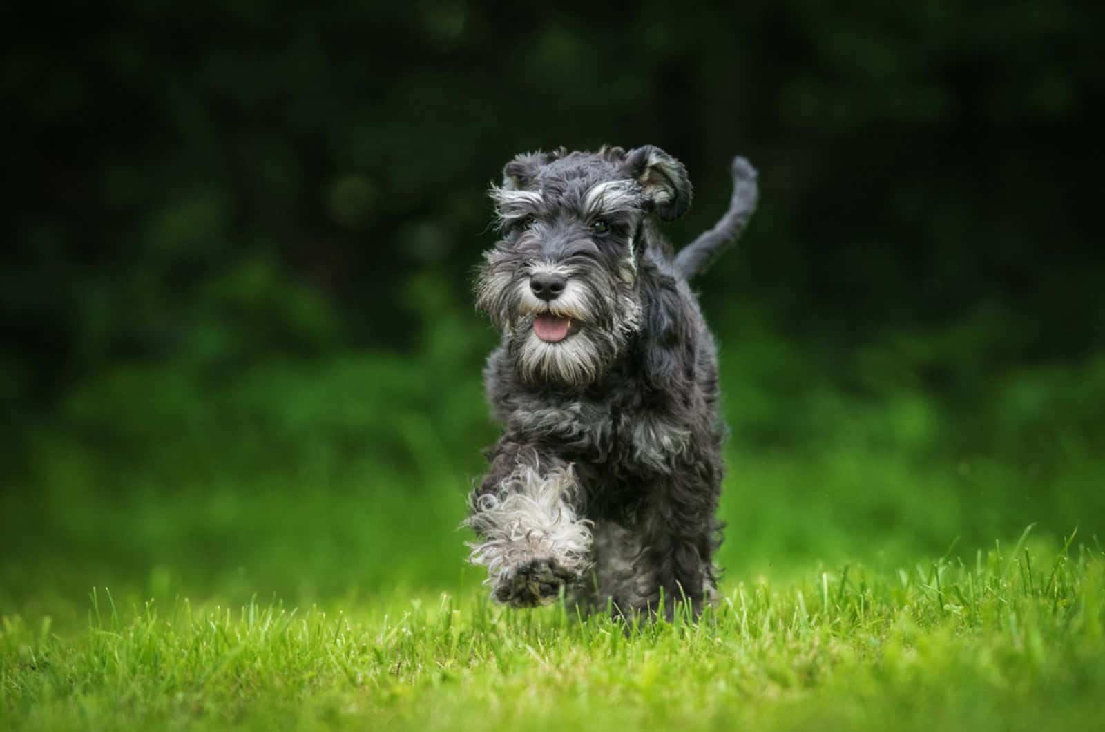 miniature schnauzer running in the park