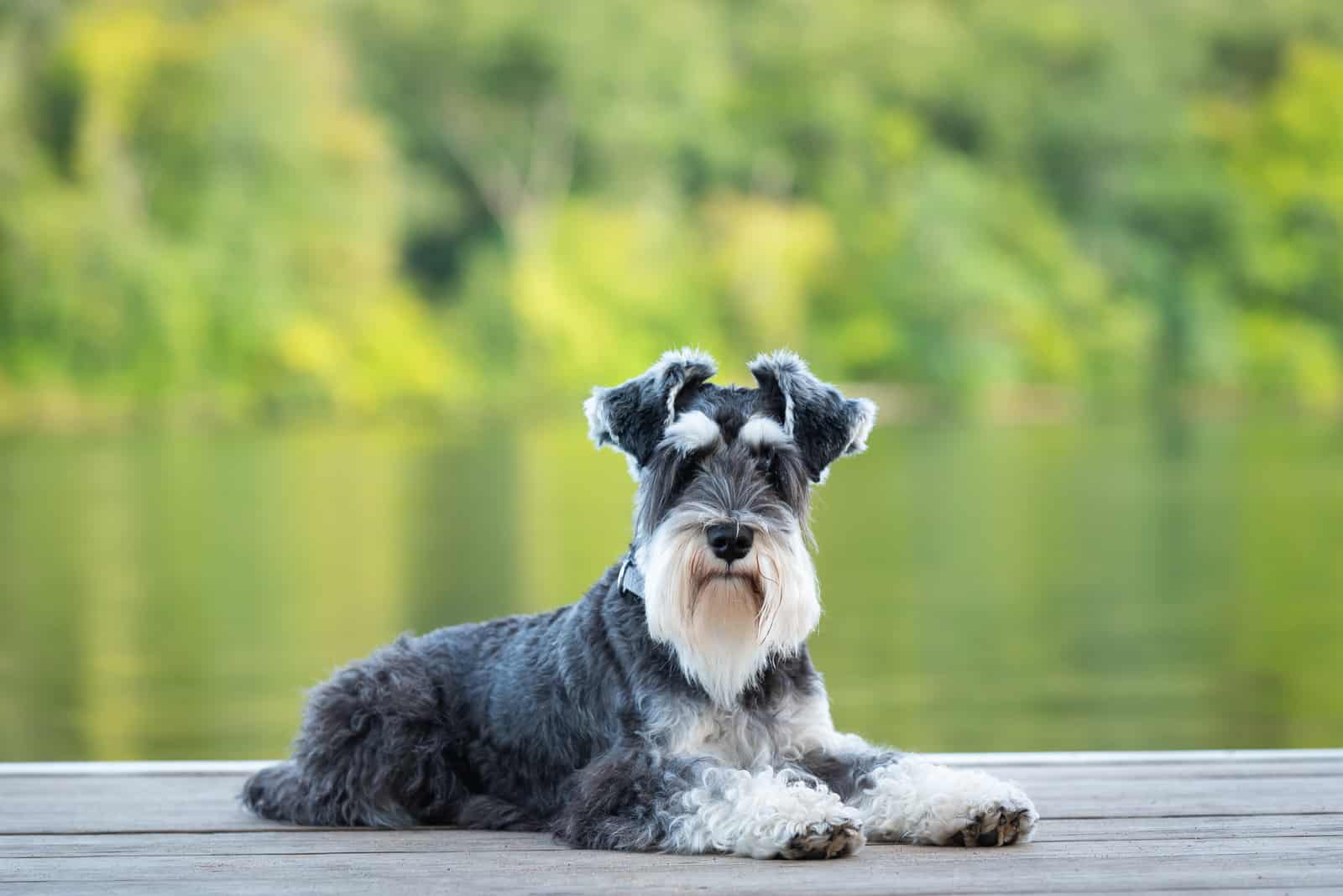 Miniature Schnauzer sitting on dock