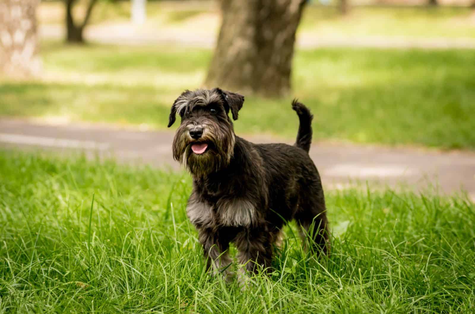 miniature schnauzer standing in the grass in the park