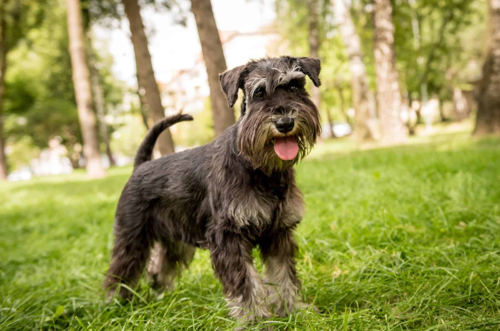 miniature schnauzer in the park