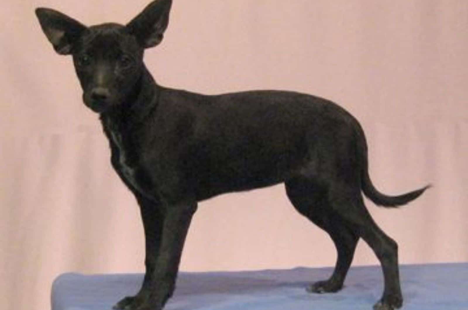 miniature xoloitzcuintli standing on table