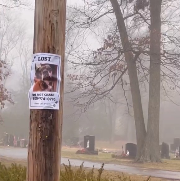 missing dog poster on a tree