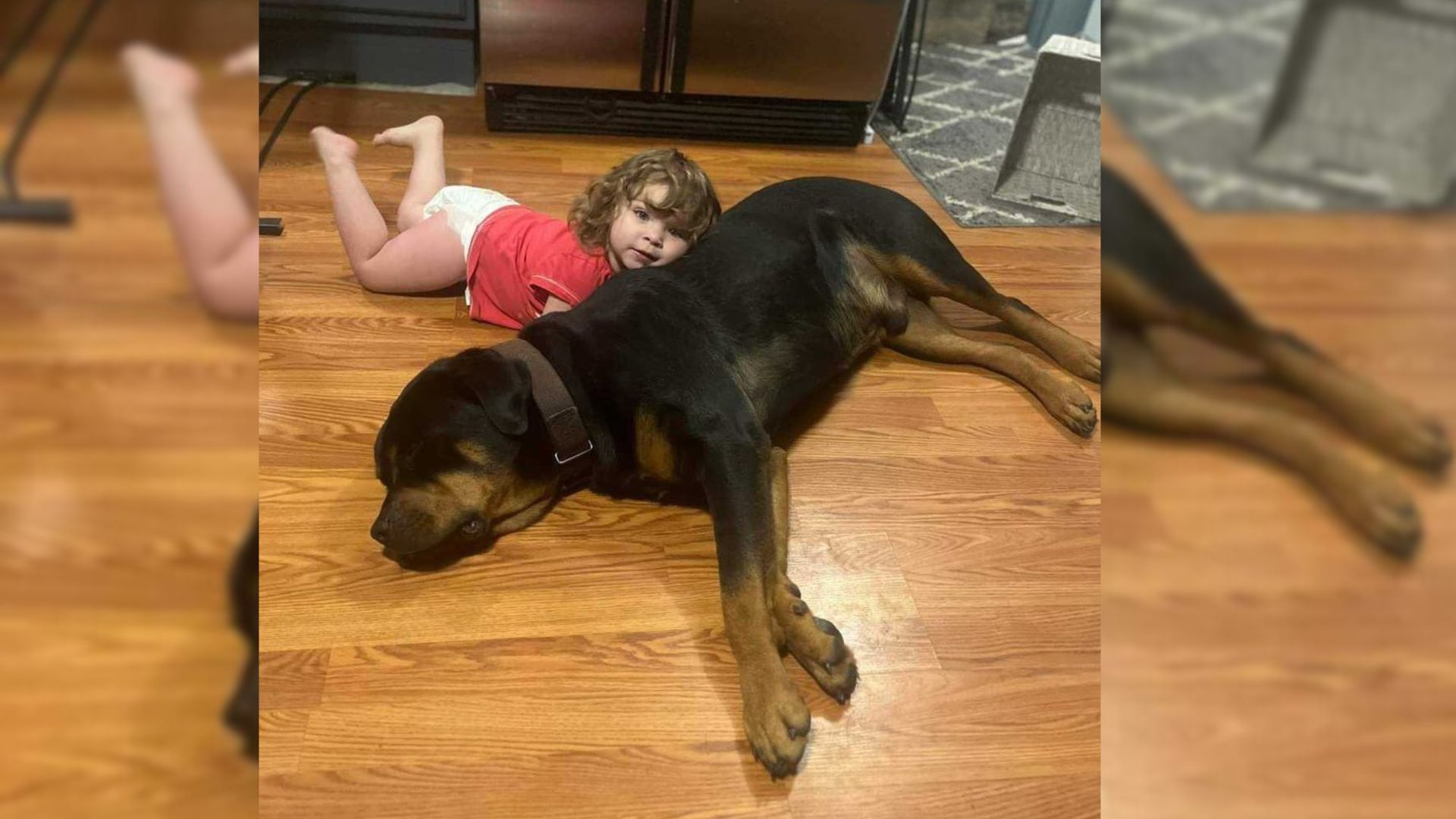 Missing Toddler Located Sleeping In The Woods Using Her Dog As A Pillow 