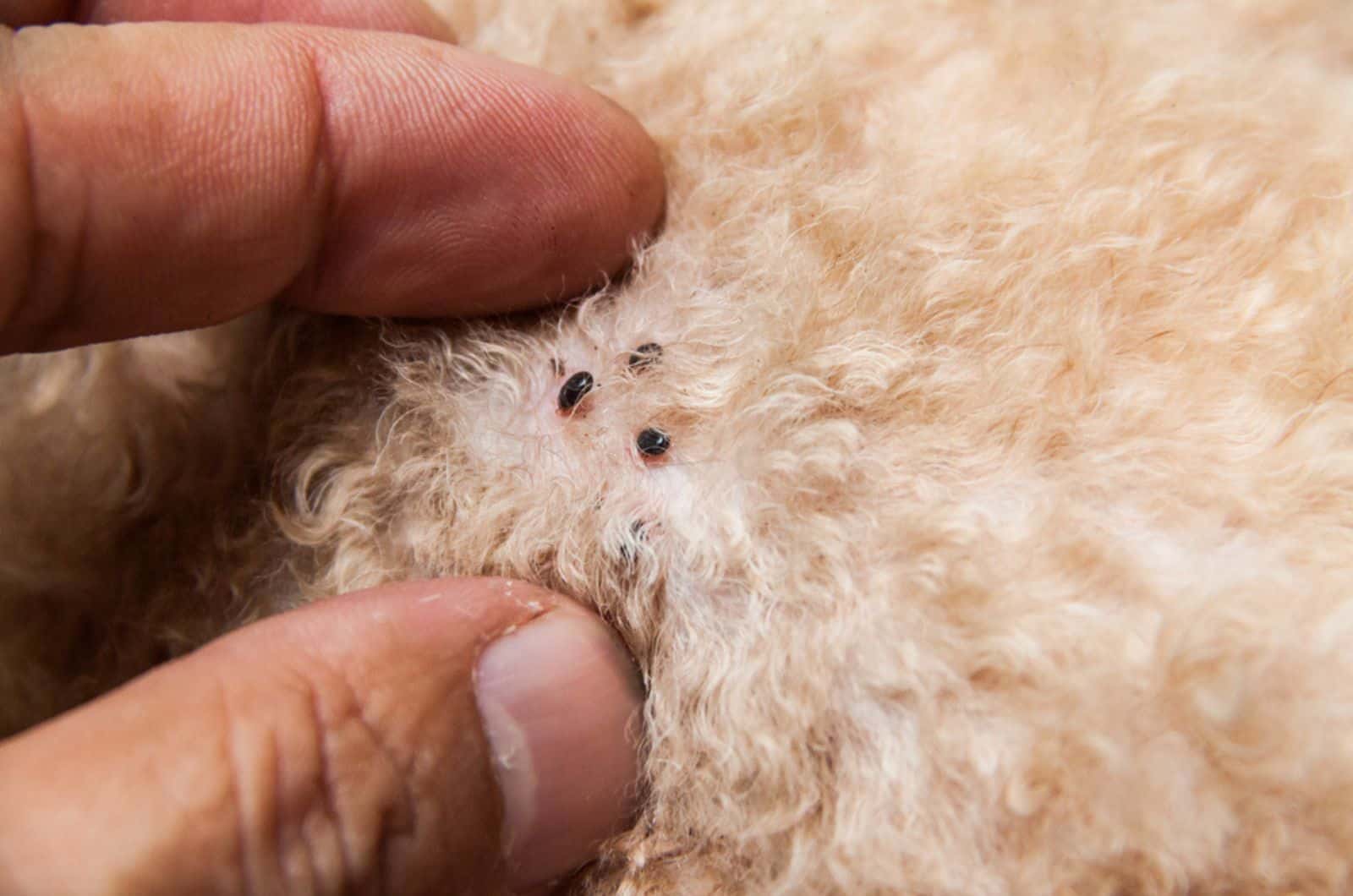 mite and fleas infected on dog fur, sucking its blood