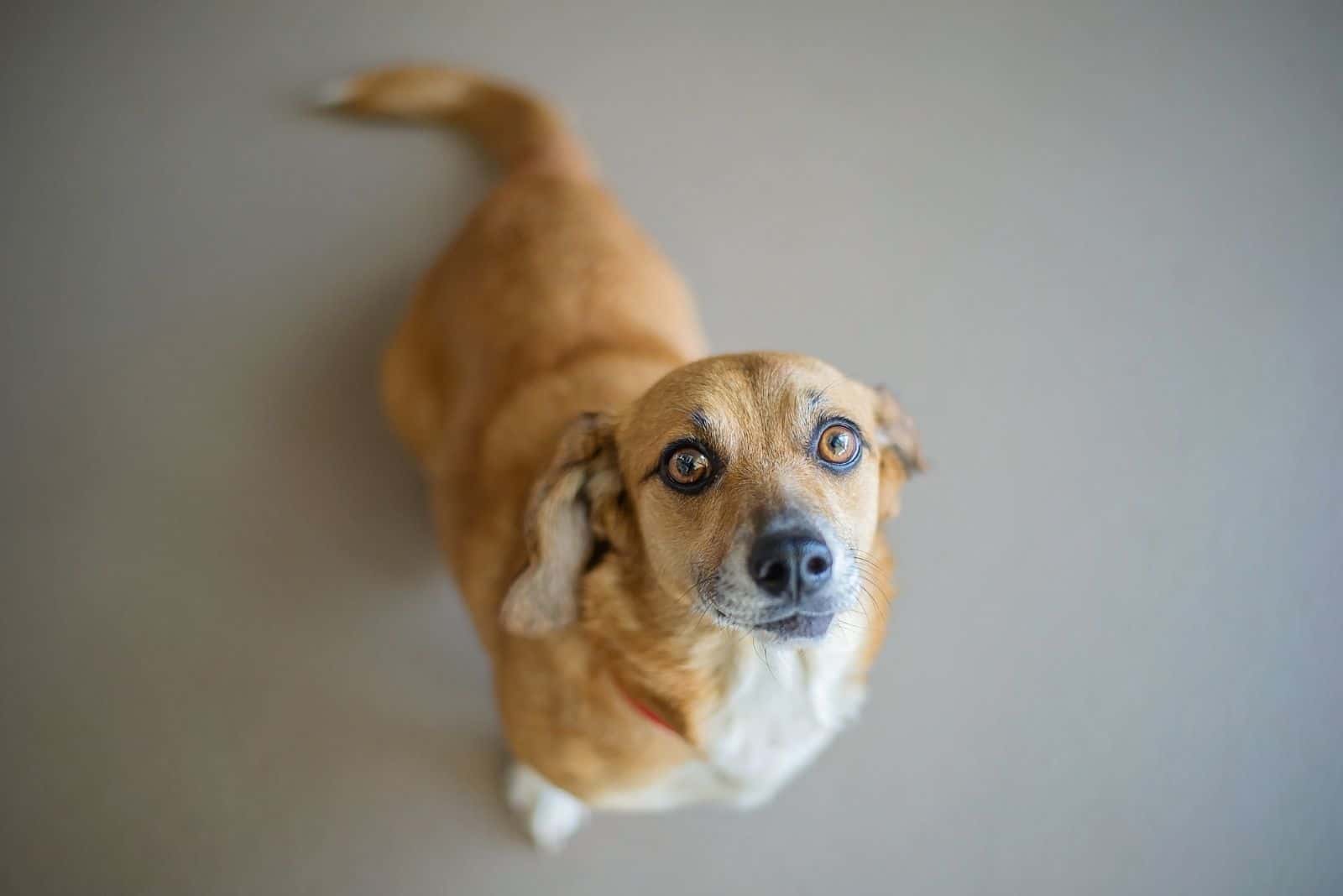 mixbreed dachshund corgi in the animal shelter