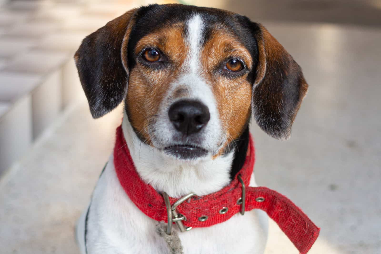 mixed breed dog between beagle and poodle