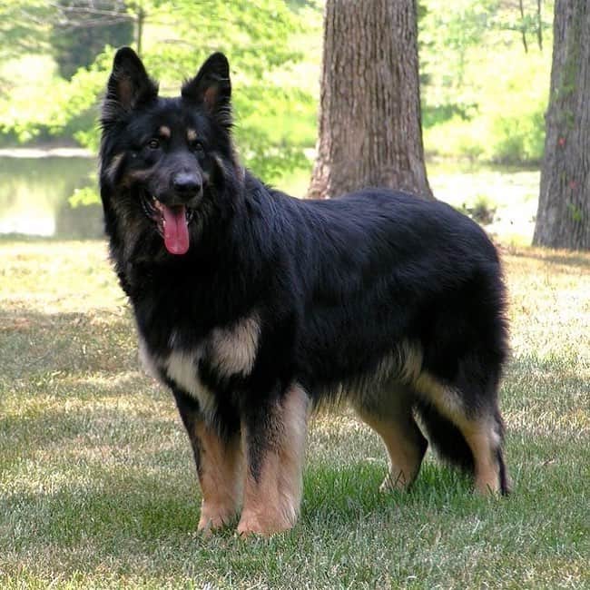 mixed dog standing outside