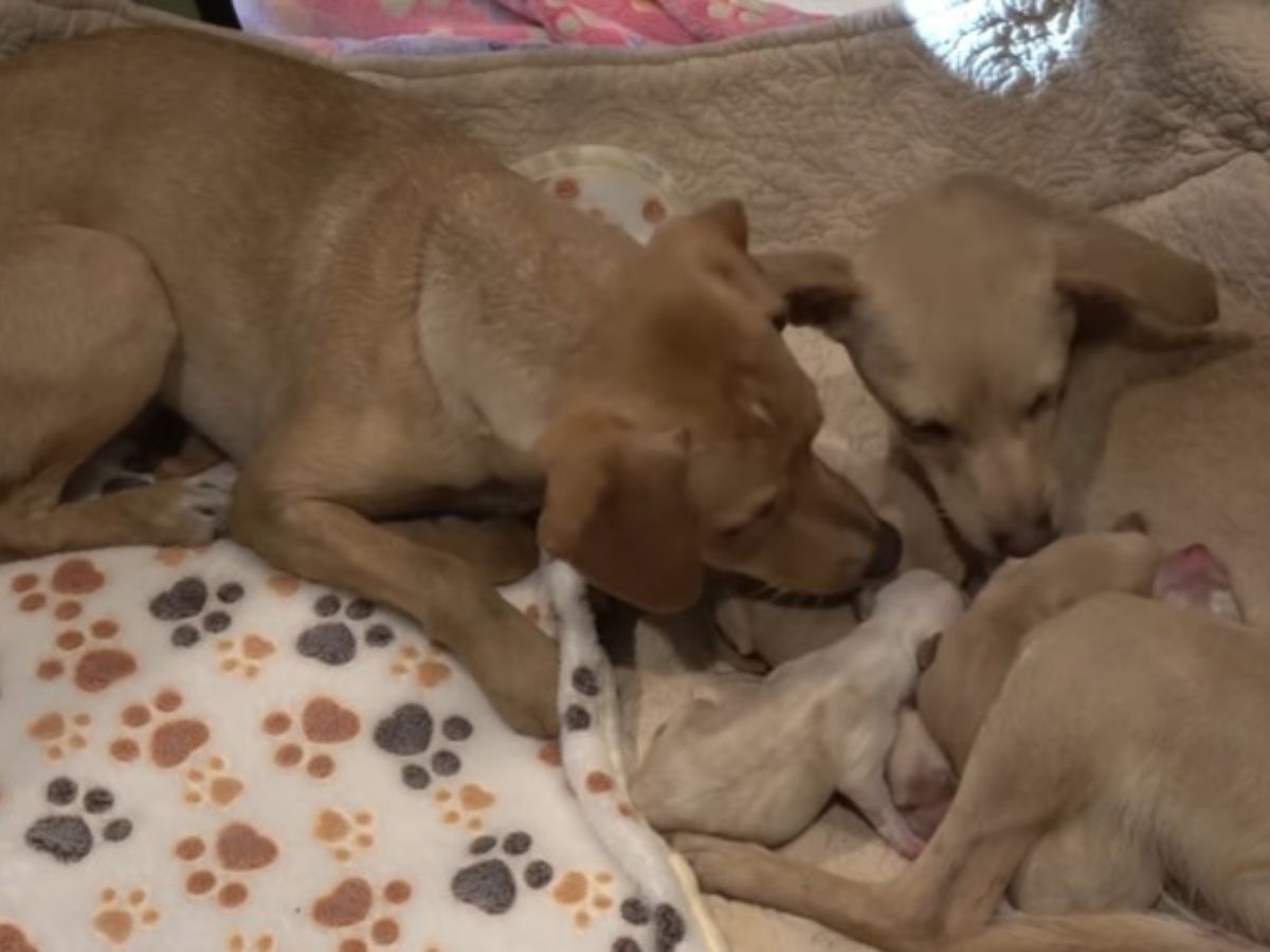 mom and dad dog lying with their puppies