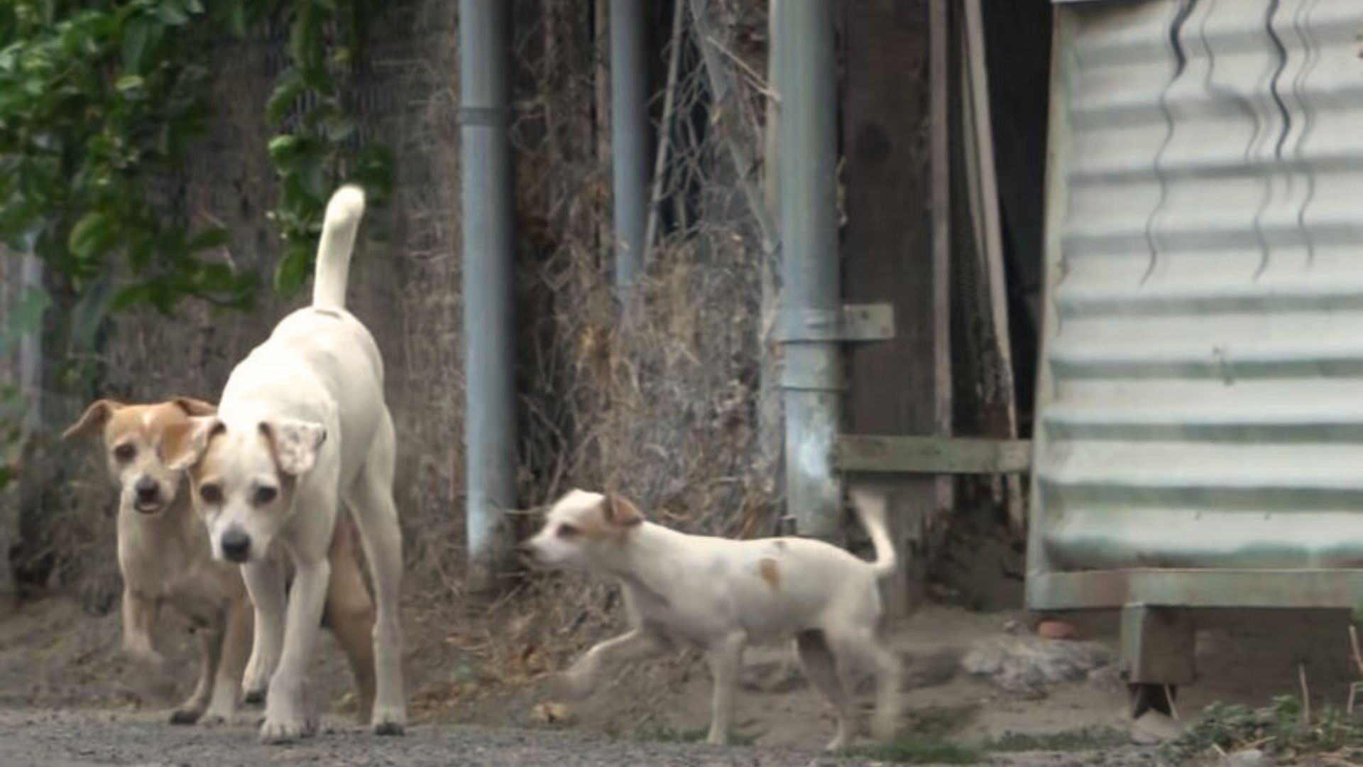 Mom, Dad, And Puppies Abandoned In An Alley Were Saved In The Most Tricky Rescue