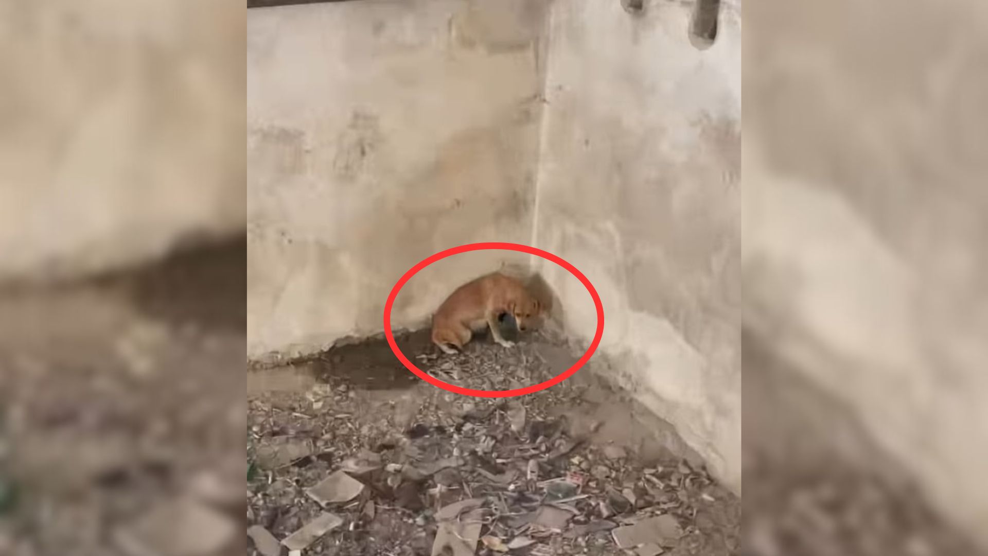 Mama Dog Tries To Rescue Her Puppies From A Pit They Were Dumped In But Then Something Amazing Happened