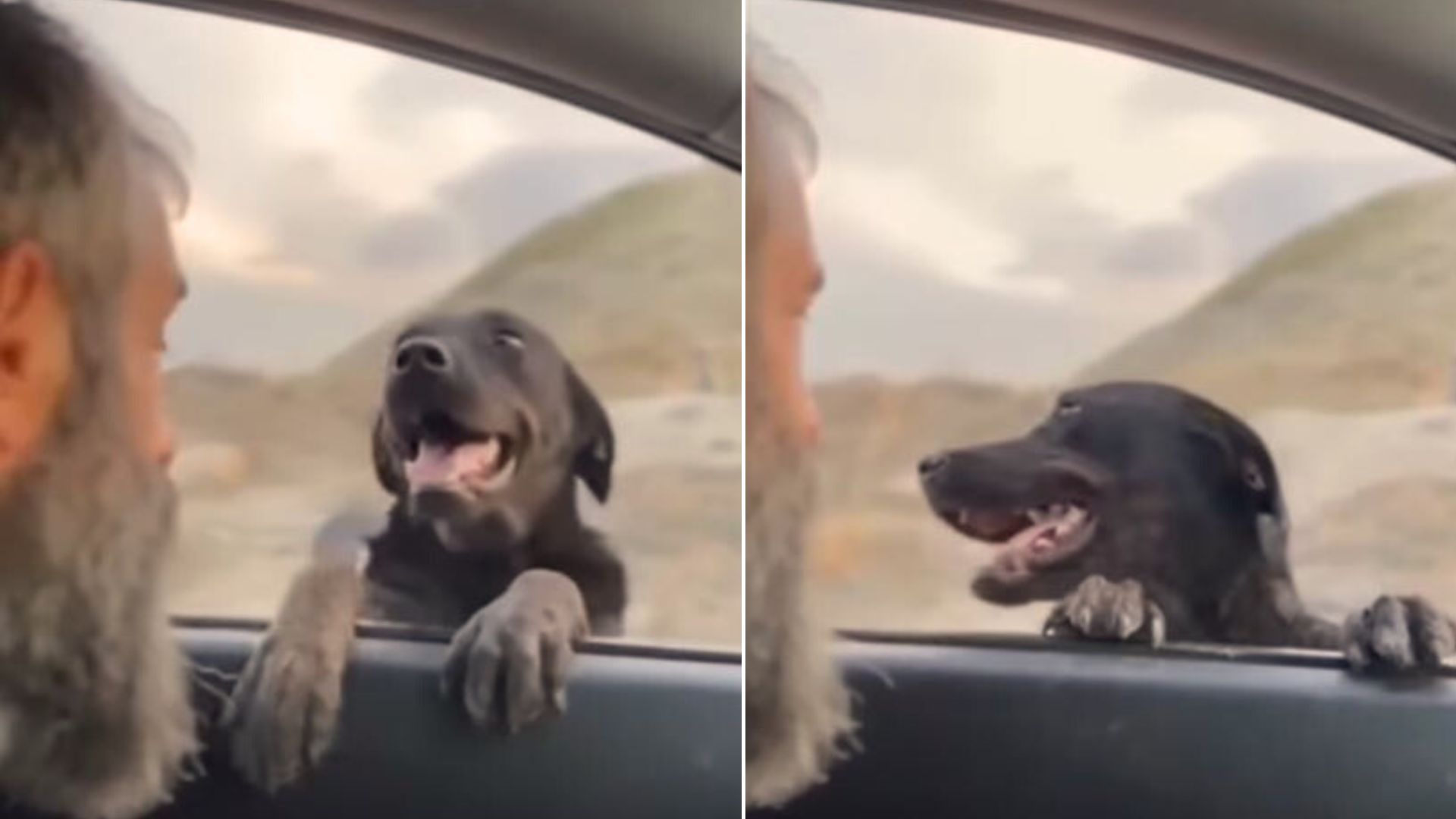 Mom Dog Stops The Rescuer’s Car And Reveals The Most Wonderful Surprise