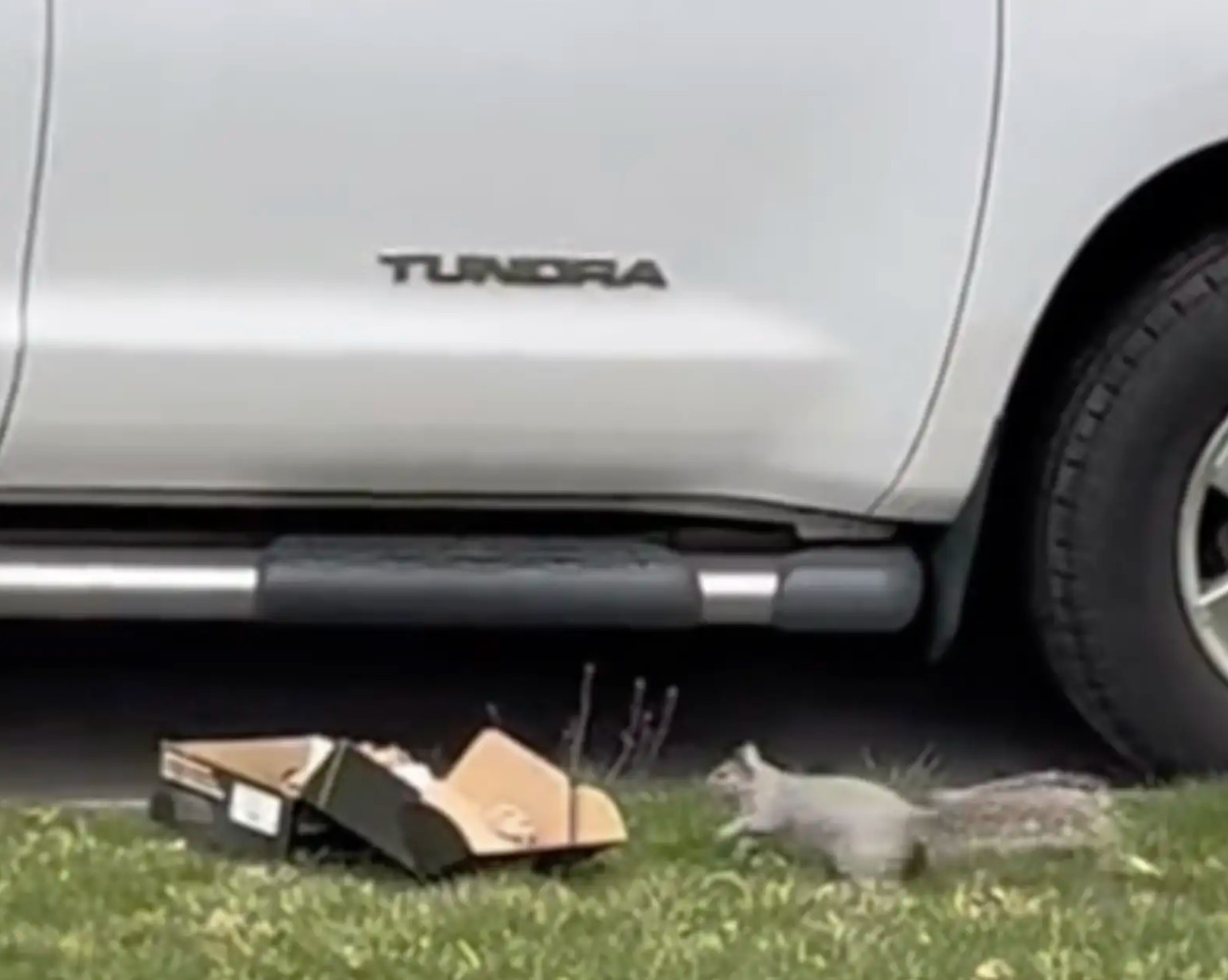 mom squirrel rushing to babies in a box