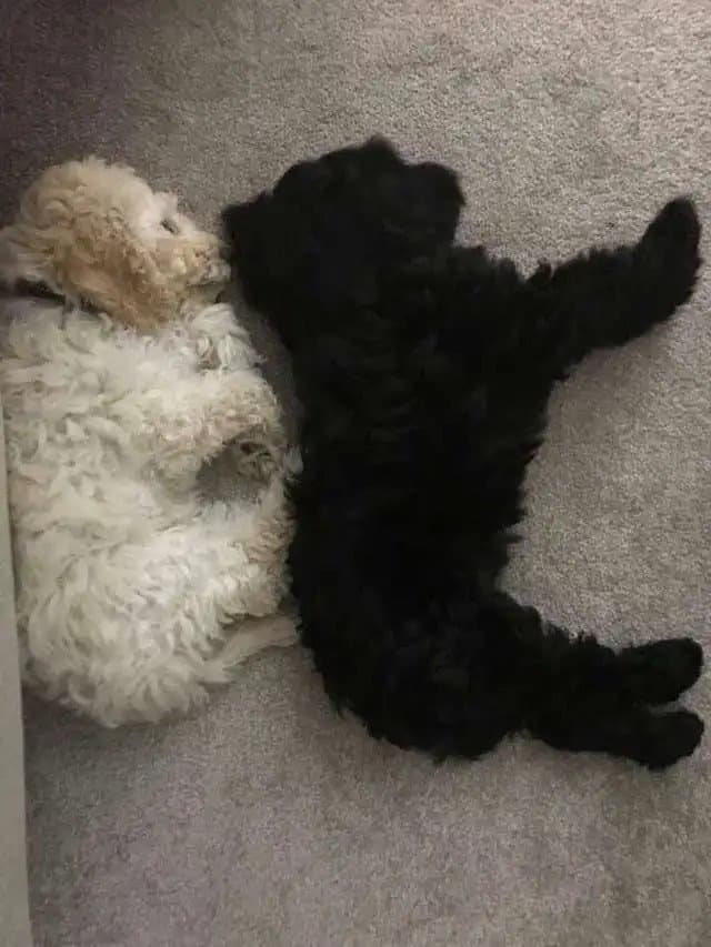 monty and rosie cuddling on the floor