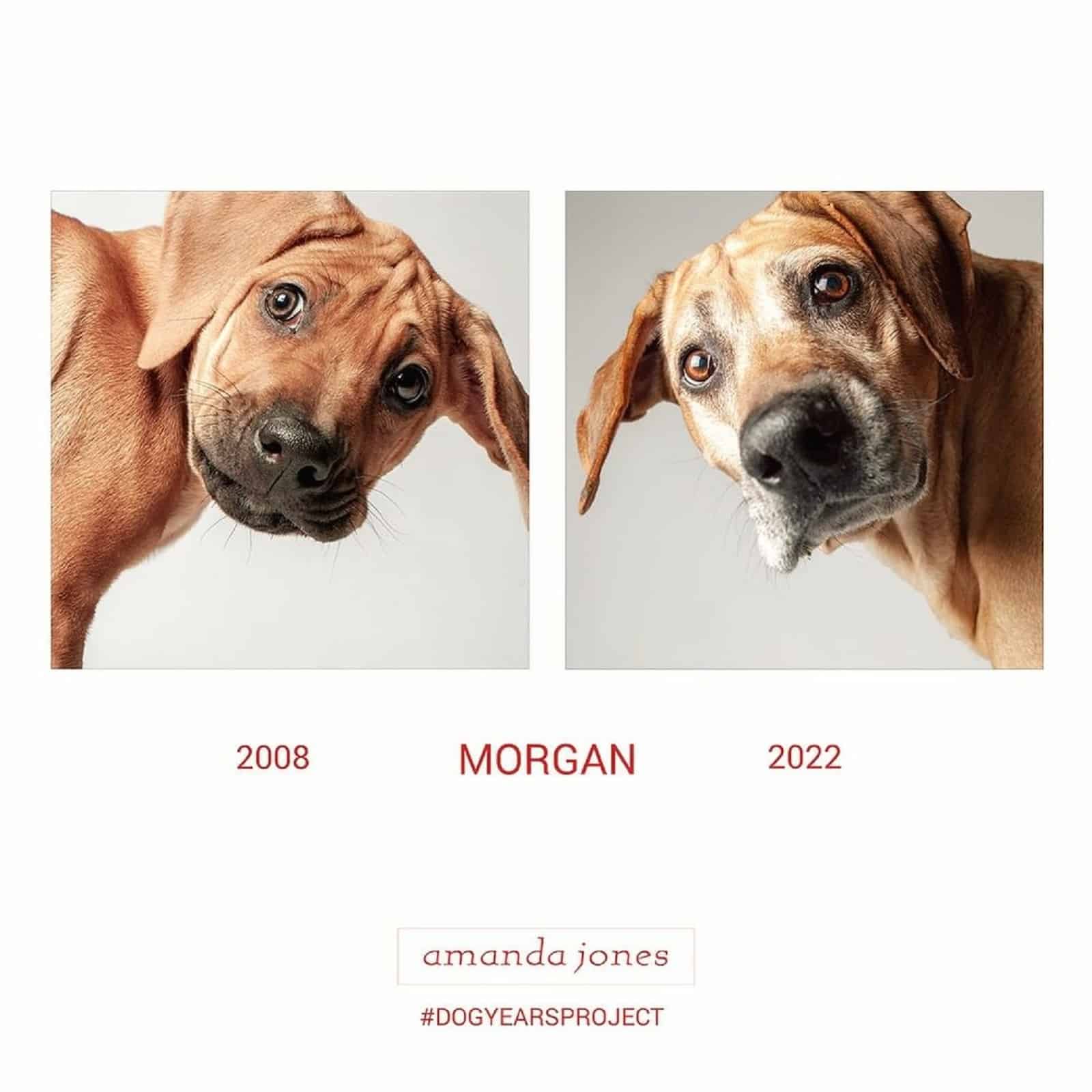 morgan dog through years