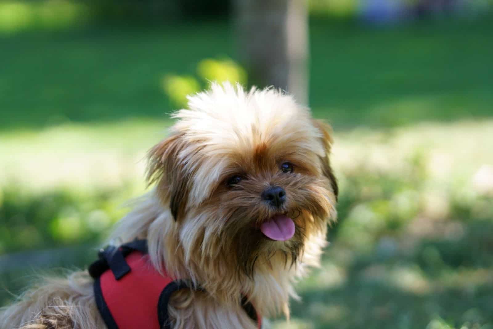 Morkie dog outdoor