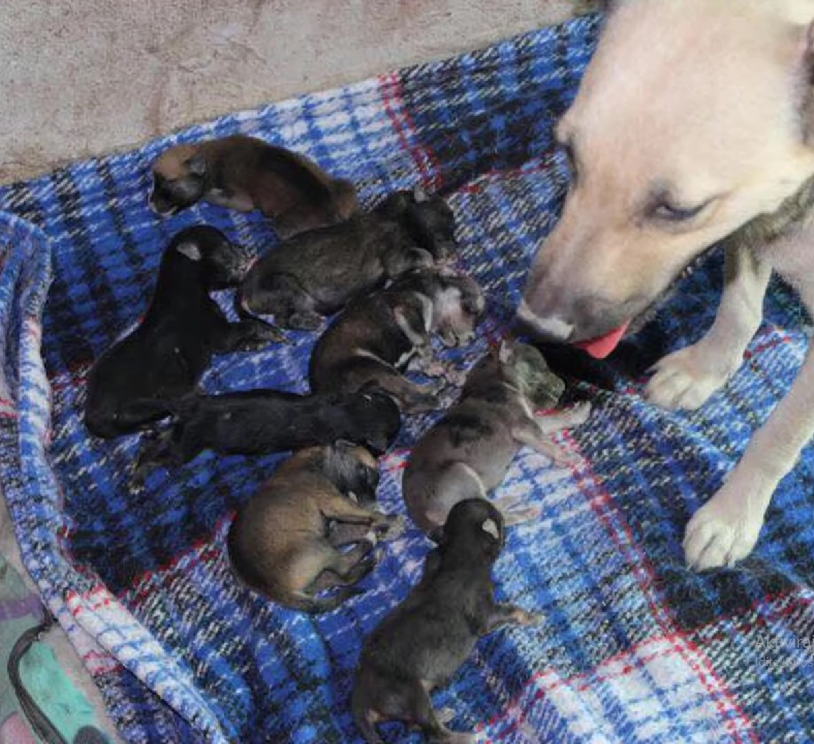 mother dog and eight puppies