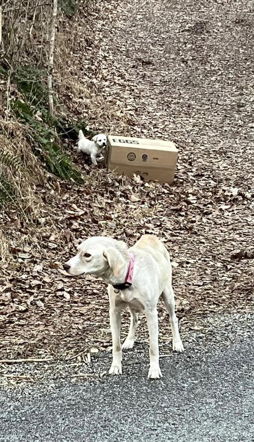 mother dog and its white puppy