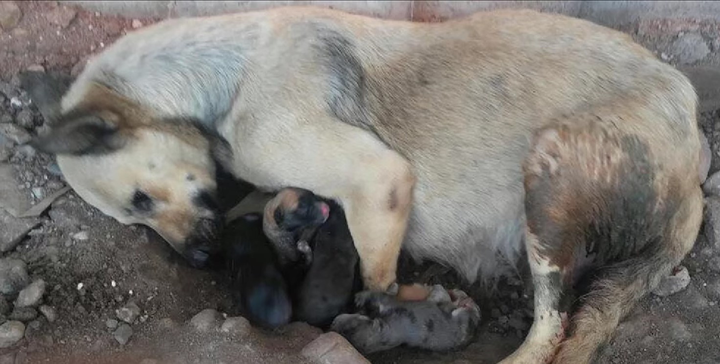 mother dog and newborn puppies