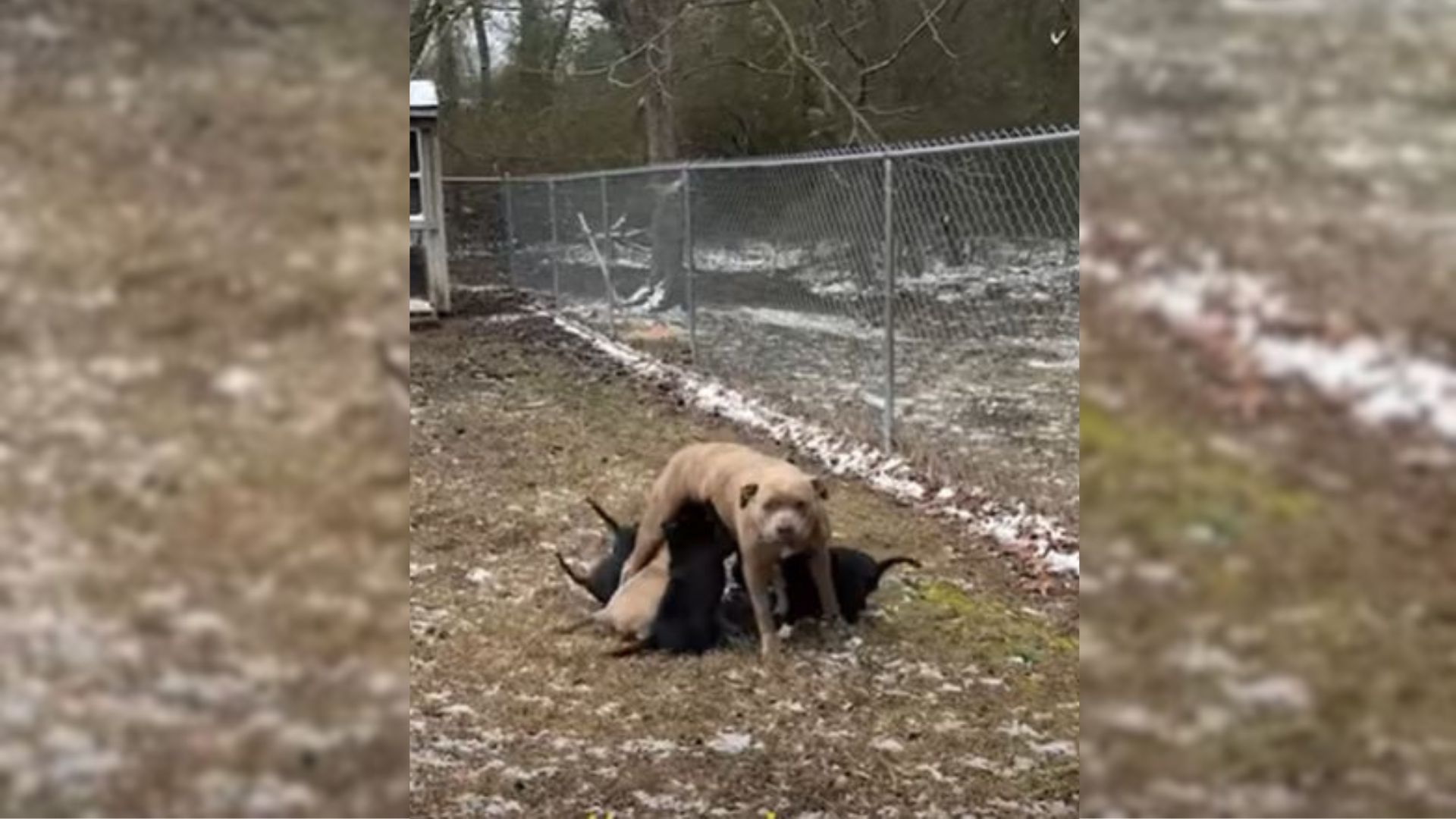 Mother Dog Didn’t Know How To Thank A Woman For Saving Her Beloved Children