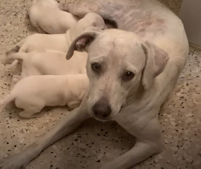 Mother dog feeding puppies