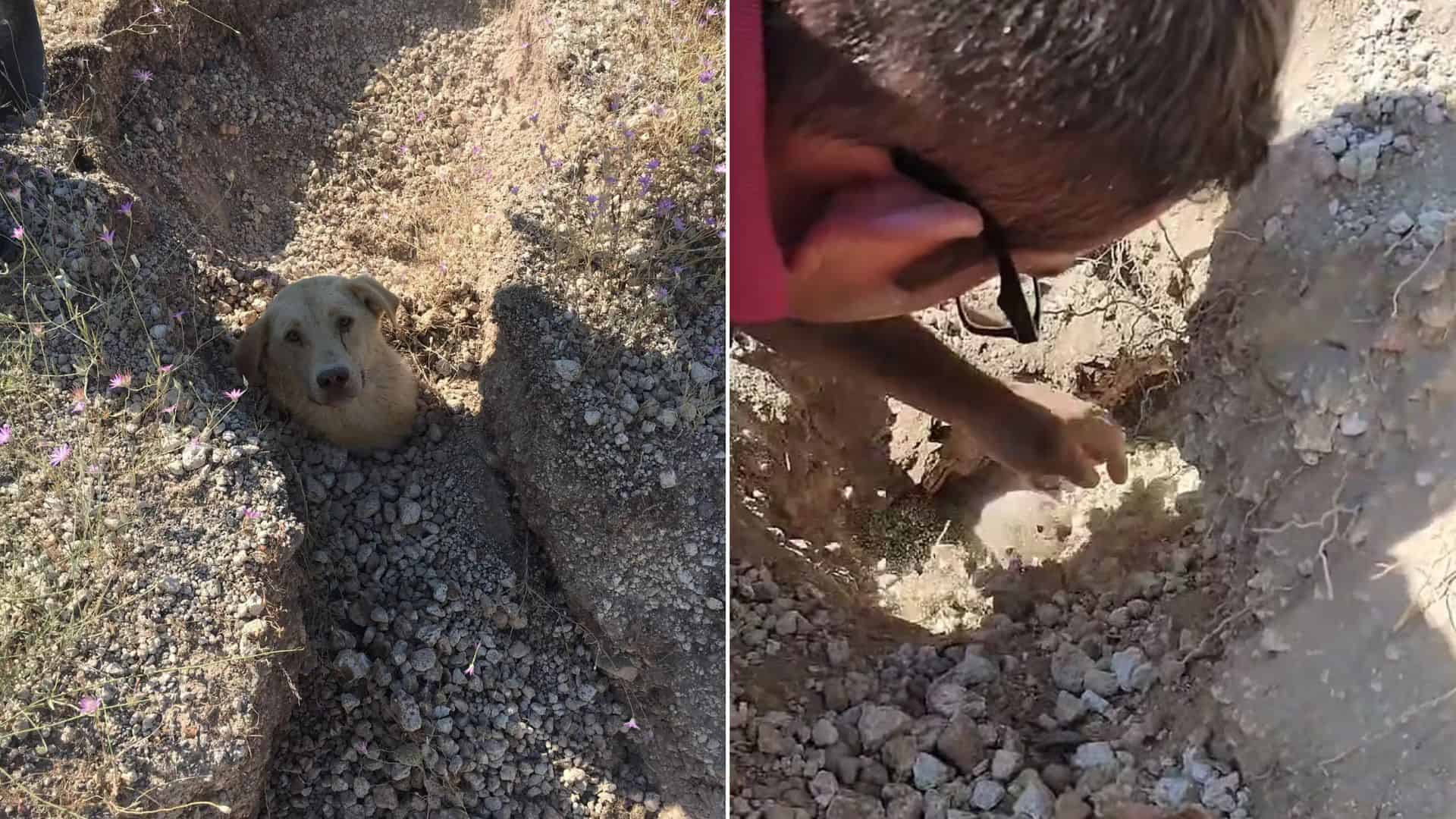 Dog Mommy Found Buried Up To Her Neck, Rescued With Her Puppies Thanks To A Hero Vet