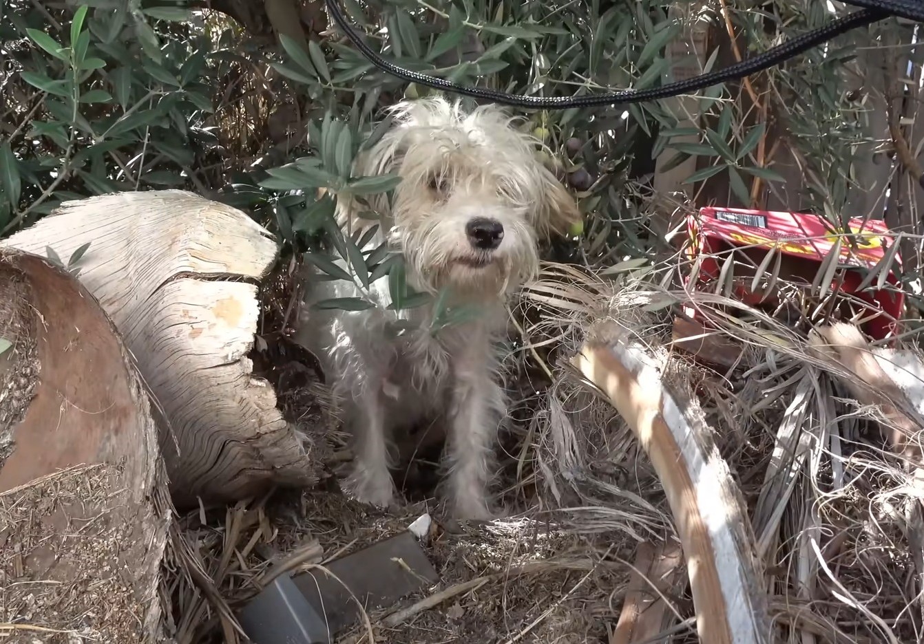 mother dog in the bushes